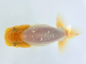 蘭優童心会　第一回研究会　3位　神谷裕二郎