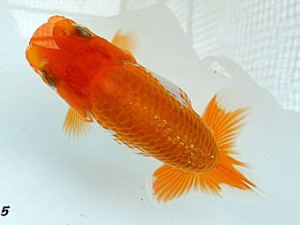 両毛愛魚会　第１回研究会　5位　志塚長成