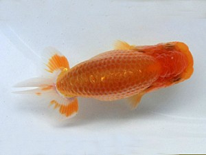 志摩紅鱗会　研究会　東大関　宮脇　洋　松阪