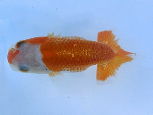 志摩紅鱗会　研究会　西大関　大河内正行　津