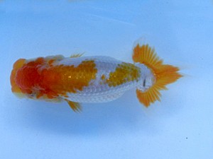 志摩紅鱗会　研究会　立行司　林　万貴　志摩