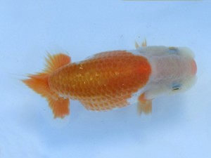 志摩紅鱗会　研究会　取締一　山口広隆　津