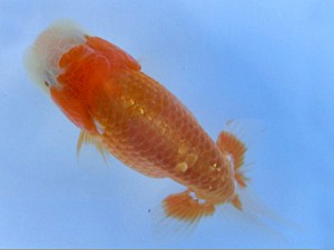 志摩紅鱗会　研究会　取締二　小河　孝　津