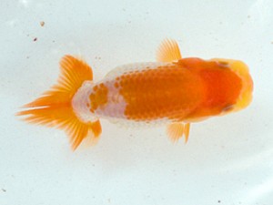 清水らんちう同好会　研究会　東大関　尾原　保