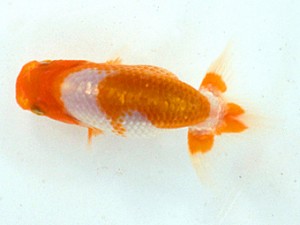 清水らんちう同好会　研究会　西大関　栗田伸男