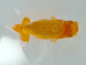 清水らんちう同好会　研究会　立行司　前嶋孝徳