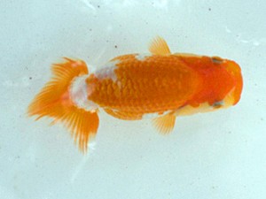 清水らんちう同好会　研究会　取締一　尾原　保