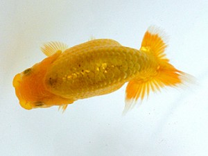 静岡らんちう同好会　第一回研究会　西大関　大石恒也