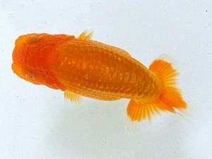 静岡らんちう同好会　第一回研究会　立行司　荻島裕之