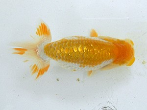 静岡らんちう同好会　第一回研究会　取締一　大石恒也