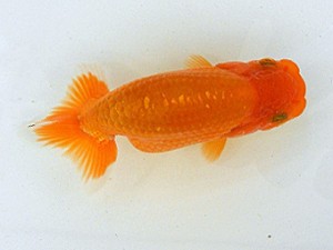 静岡らんちう同好会　第一回研究会　取締二　小倉荘作