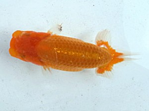 湘南らんちゅう会　第１回当歳魚研究会会　3位　竹之内博幸