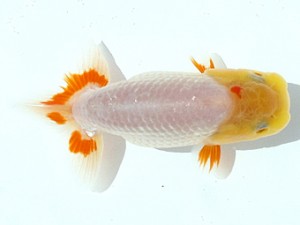 駿河らんちゅう会　研究会　西大関　大村瀧次