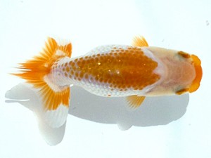 駿河らんちゅう会　研究会　立行司　大村瀧次