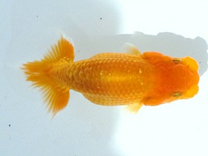 駿河らんちゅう会　研究会　取締二　芦川博康