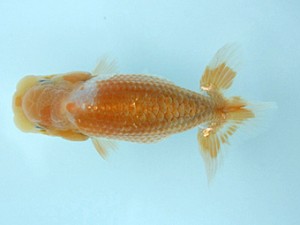 天狗會　当歳魚研究会　特選一　伊藤嘉男