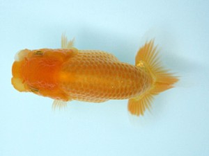 天狗會　当歳魚研究会　特選二　須田友一郎