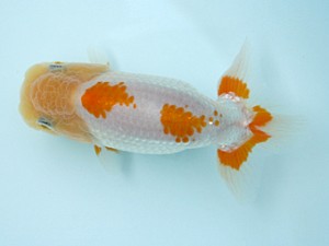 天狗會　当歳魚研究会　特選三　中村健一