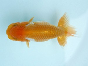 天狗會　当歳魚研究会　特選四　深井利靖