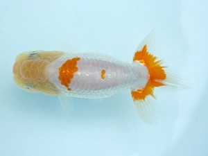 天狗會　当歳魚研究会　特選五　高橋