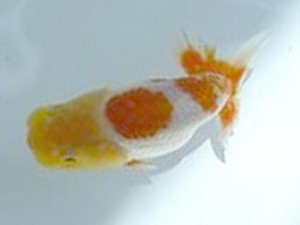 徳島愛錦会 東大関 細川隆憲 徳島愛錦会 東大関 細川隆憲