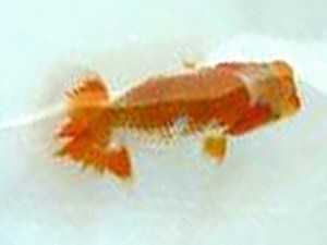 徳島愛錦会 取締一 田中 勉 徳島愛錦会 取締一 田中 勉