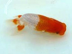 徳島愛錦会 取締二 小倉 弘 徳島愛錦会 取締二 小倉 弘