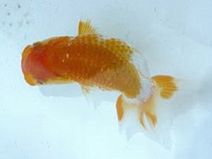 徳島愛錦会 東大関 藤原博文 徳島愛錦会 東大関 藤原博文