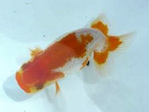 徳島愛錦会 西大関 藤原博文 徳島愛錦会 西大関 藤原博文