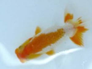 徳島愛錦会 立行司 藤野 武 徳島愛錦会 立行司 藤野 武