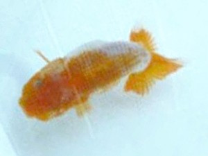 徳島愛錦会 取締二 井上 隆 徳島愛錦会 取締二 井上 隆