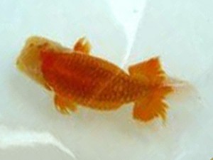 徳島愛錦会 東大関 阿部順治 徳島愛錦会 東大関 阿部順治