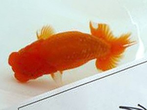 徳島愛錦会 立行司 吉成志郎 徳島愛錦会 立行司 吉成志郎