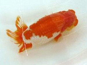 徳島愛錦会 取締一 佐藤俊夫 徳島愛錦会 取締一 佐藤俊夫