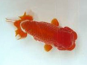 徳島愛錦会 東大関 北野義一 徳島愛錦会 東大関 北野義一