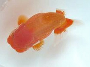 徳島愛錦会 西大関 細川隆憲 徳島愛錦会 西大関 細川隆憲