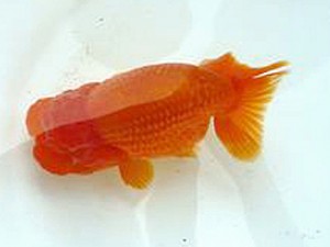 徳島愛錦会 立行司 加古政則 徳島愛錦会 立行司 加古政則