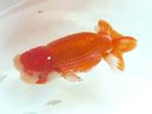 徳島愛錦会 取締一 北野義一 徳島愛錦会 取締一 北野義一