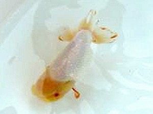 徳島愛錦会 取締二 林 淳 徳島愛錦会 取締二 林 淳