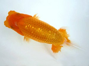 豊橋優遊会　東大関　鈴木和男　浜松