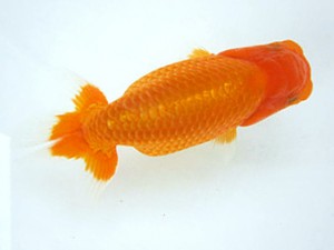 豊橋優遊会　西大関　飯島紳一　静岡