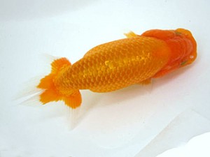 豊橋優遊会　取締二　清田良也　豊橋