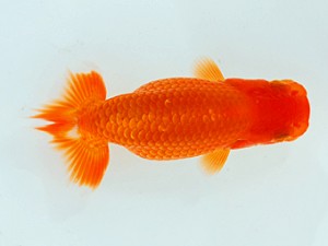 横浜観魚会　第2回研究会　1位　藤川直子