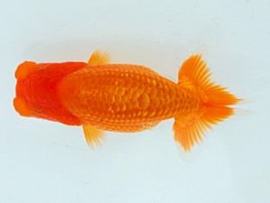 横浜観魚会　第2回研究会　2位　西賀一郎