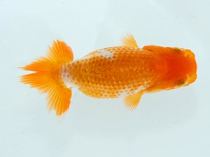 横浜観魚会　第2回研究会　3位　小山徹志