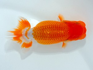 横浜観魚会　第2回研究会　5位　安田英一