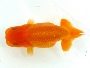 愛魚会　第2回研究会　1位　林　和明