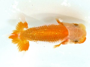 愛魚会　第2回研究会　2位　目黒康弘