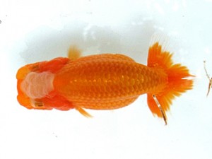 愛魚会　第2回研究会　4位　柴山芳昭