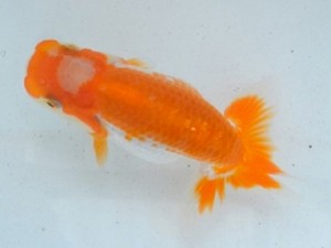 足柄らんちう会　研究会　1席　白川成也